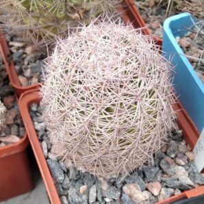 Echinomastus dasiacanthus SB48 -cube-7cm-своє коріння-