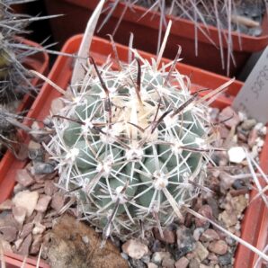 Sclerocactus cloveriae SB305 -cube-7cm- rare-низька багаторічна підщепа-