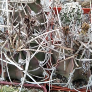 Astrophytum niveum f. nudum -PAN-насіння-seeds-порція-10шт-