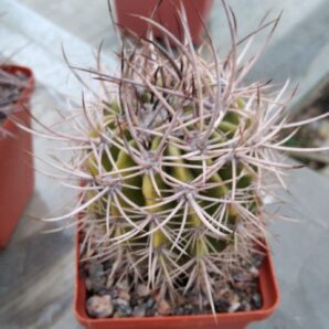 Есhinopsis leucantha -cube-7cm-