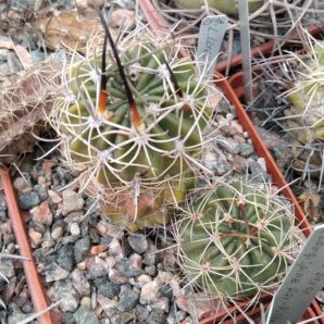 Lobivia larae WR0264 -cube-7cm-двійня -рожеві квіти-