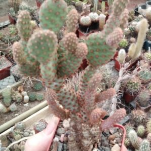 Opuntia microdasis v. rufida f. minor- мініатюра- cube-7cm-