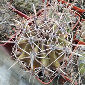 Ferocactus horridus -cube-7cm- (рослина вирощена на даху)