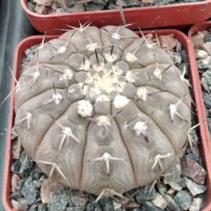 Gymnocalycium platygonum STO474 -cube-7cm-