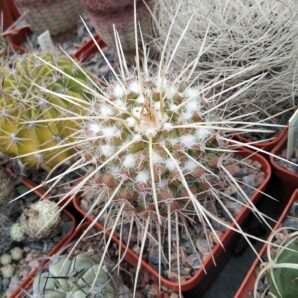 Mammillaria nejapensis v. longispina -cube-7cm-