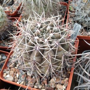 Gymnocalycium gibbosum v. ferox- Mesa Garden- cube-8cm- 450 (багаторічний)