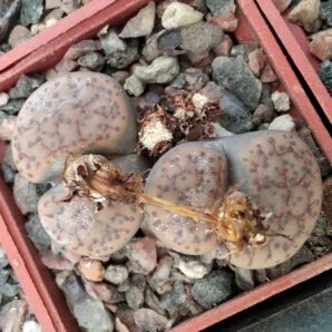 Lithops fulviceps -Koehres- cube-5cm-