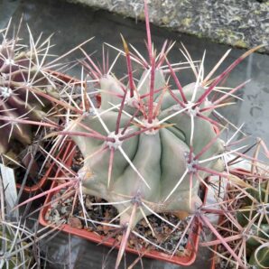 Ferocactus rectispinus -cube-9cm- Sierra San Francisco-Mesa Garden-