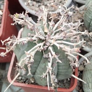 Euphorbia meloformis -cube-5cm-сіянець-