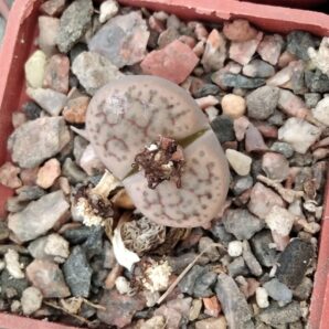 Lithops fulviceps -Koehres- cube-5cm-
