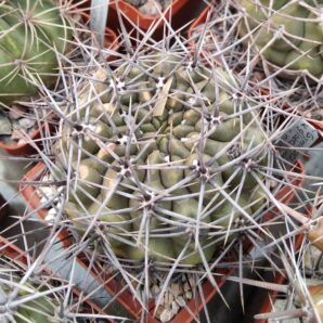 Gymnocalycium gibbosum v. nigrum -Mesa Garden- cube-7cm-