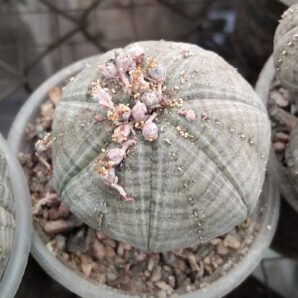 Euphorbia obesa -горщик-5.5см-сіянець-