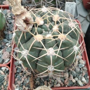 Gymnocalycium horstii var. PR437 -seeds-насіння- 10шт-