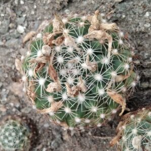 Escobaria missuriensis SB205 -біля 5см- (морозостійка!)