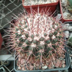 Notocactus spec.-cube-7cm-