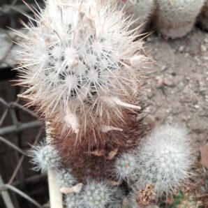 Escobaria organensis -e Bischops-MG- 20years-