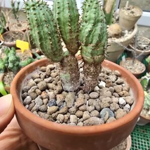 Euphorbia mammillaris 'Monstrose'