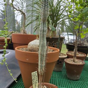 Euphorbia mamillaris f.variegata