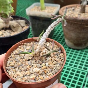 Euphorbia cylindrifolia v.tuberculifera