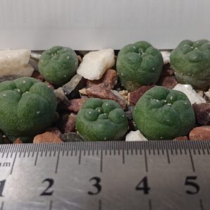 Lophophora Decipiens