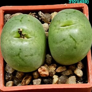 Conophytum uviforme –Haage (2h)(3x3)-3101(459)