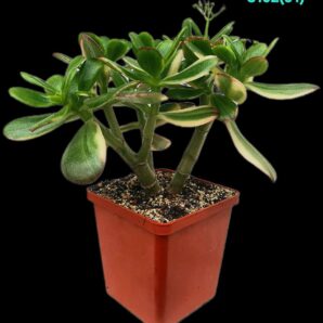 Crassula ovata `Lemon & Lime` fa. variegata (D pl.=20)(9x9) - 3102(91)