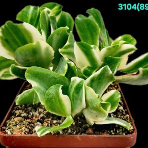 Crassula arborescens `Curly Green` fa. variegata – Korea (D pl.=13) (8x8) - 3104(89)