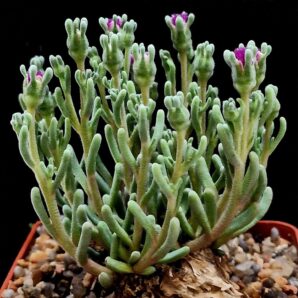 Phyllobolus spec. tenuiflorus (caudex plant) -PV 995, COP 897.35(7х7)-3105(141)