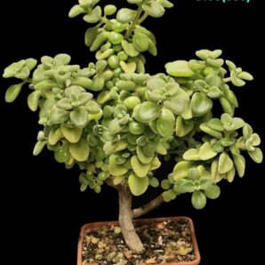 PLECTRANTHUS SOCOTRANUS (FOR BONSAI) (7X7)-3106(300)