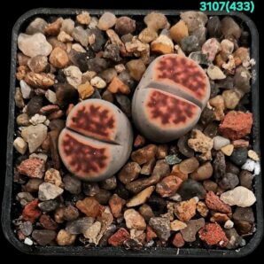 Lithops karasmontana `lateritia` [Sensu Dinter!] –MG (2h) (5x5)-3107(433)