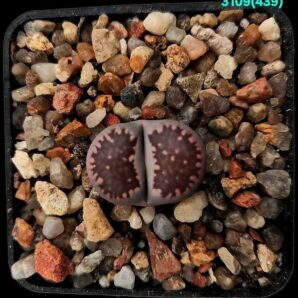 Lithops salicola cv. Bacchus -MG 1709.4 (5x5)-3109(439)