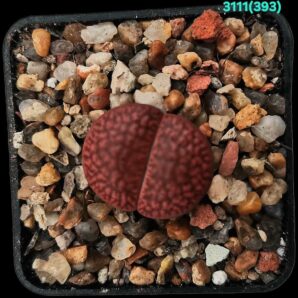 Lithops bromfieldii var. glaudinae (best fa) - C 393 (5x5)- 3111(393)