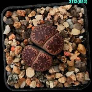 Lithops aucampiae -ex Kokerboom Nursery (2h)(5x5)- 3112(552)
