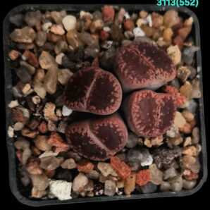 Lithops aucampiae -ex Kokerboom Nursery (4h)(5x5)- 3113(552)