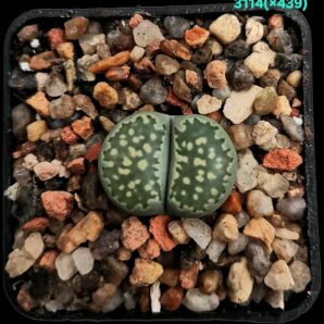 Lithops hybrid [salicola cv. Bacchus X cv. Malachite] (5x5)- 3114(x439)