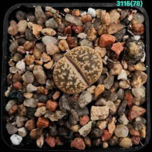 Lithops gesinae var. annae -C 078 (5x5)-3115(78)