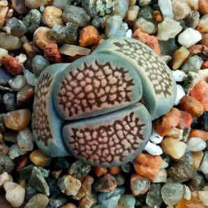 Lithops hallii (syn. salicola reticulata) -C 087 (5x50-3116(87)