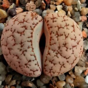 Lithops gracilidelineata var. waldroniae -C 189, (5x5)- 3117(189)