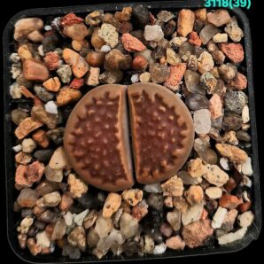 Lithops hallii var. ochracea -C 039 (5x5)-3118(39)