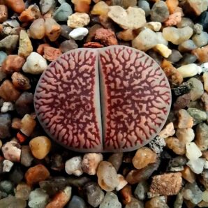 Lithops aucampiae [red selection] -Danielskuil, COP L2-9 (5x5)-3119(529)
