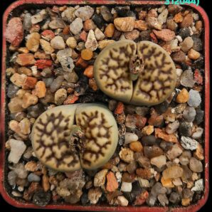 Lithops bromfieldii var. mennellii (fa.) - C 044 (2h.) (5x5)- 3120(44)