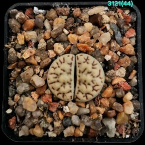 Lithops bromfieldii var. mennellii (fa.) - C 044 (5x5)-3121(44)