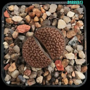 Lithops hookeri (vermiculate Form) -C 051 (5x5)-3122(51)
