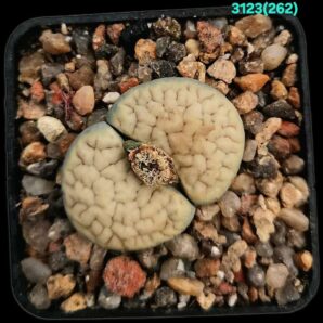 Lithops gracilidelineata - C 262,(5x5)-3123(262)