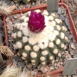 Notocactus uebelmanianus f. inermis -seeds-насіння- 10шт-