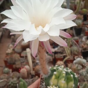 Echinopsis subdenudata f. variegata -seeds-насіння-