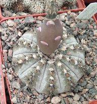 Gymnocalycium occultum JS196 -відбір-seeds-насіння- 10шт -silver form!