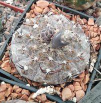 Gymnocalycium platygonum STO474 -seeds-насіння- 10шт-silver form!-відбір-