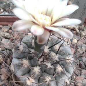 Gymnocalycium ochoterenae v.cinereum -seeds-насіння- 10шт-