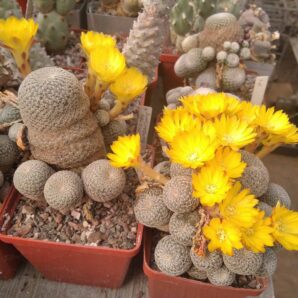 Sulcorebutia heliosoides LH1544 -пагони-